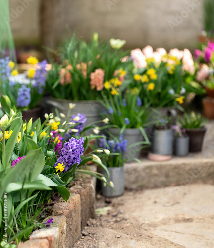 Bulb flowers blooming in spring in garden photo