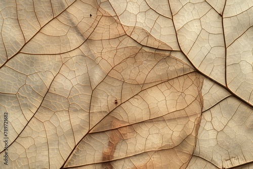 Close up of Fiber structure of dry leaves texture background. Cell patterns of Skeletons leaves, foliage branches, Leaf veins abstract of Autumn background - generative ai © Nia™