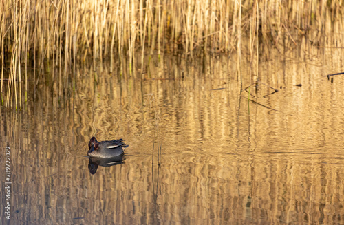 Eurasian Teal on a pond with a golden hue  photo