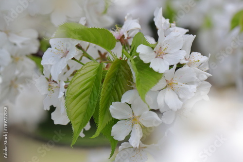 桜の花は終わり、若葉が芽吹きはじめる