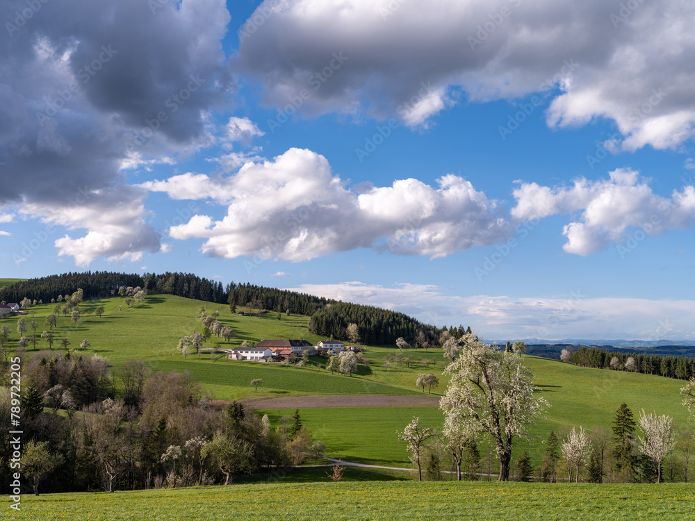 Obraz premium Baumblüte im Mostviertel, Niederösterreich, Ybbstal