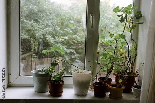 windowsill with indoor plants