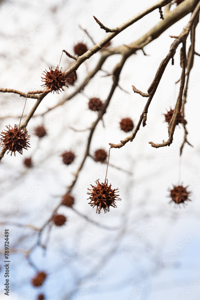 Mature spiny seed pod gainst the sky. American sweetgum tree ball, Liquidambar styraciflua Mature spiny seed pod gainst the sky. American sweetgum tree ball, Liquidambar styraciflua