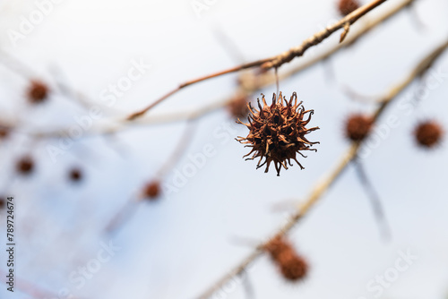 Mature spiny seed pod gainst the sky. American sweetgum tree ball, Liquidambar styraciflua photo