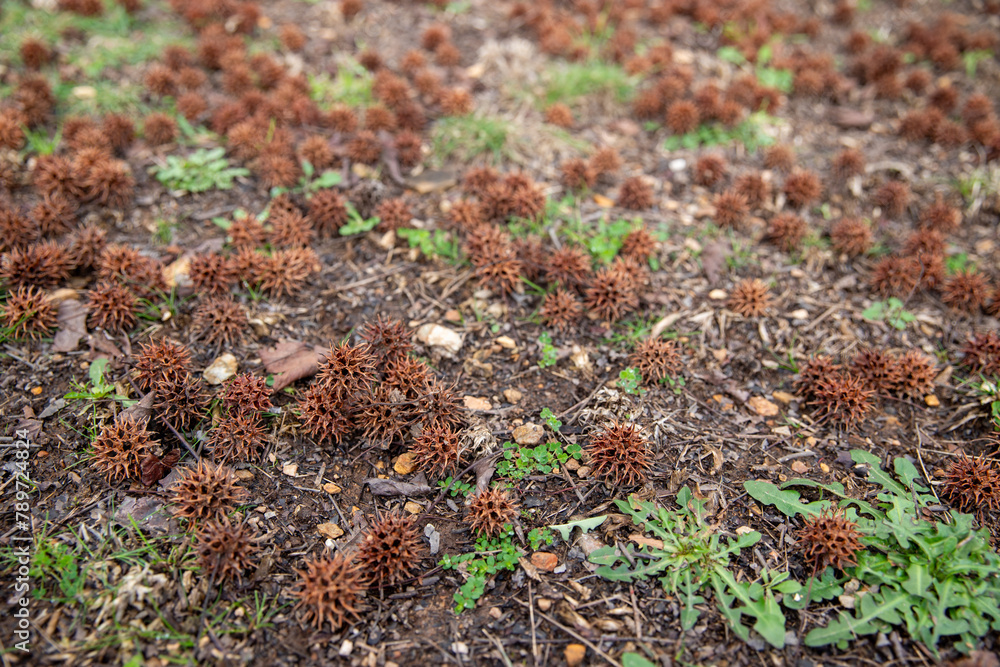 Mature spiny seed pod on the ground. American sweetgum tree ball, Liquidambar styraciflua Mature spiny seed pod on the ground. American sweetgum tree ball, Liquidambar styraciflua