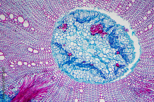 Chinese starjasmine stem plant cells micrograph