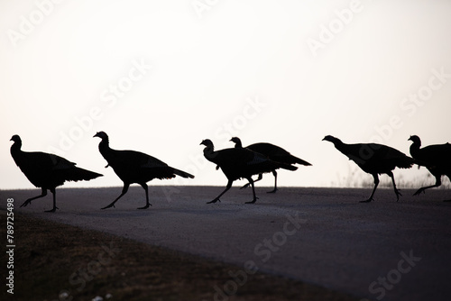Silhouettes of eastern wild turkeys (Meleagris gallopavo) walking across a Wisconsin road photo