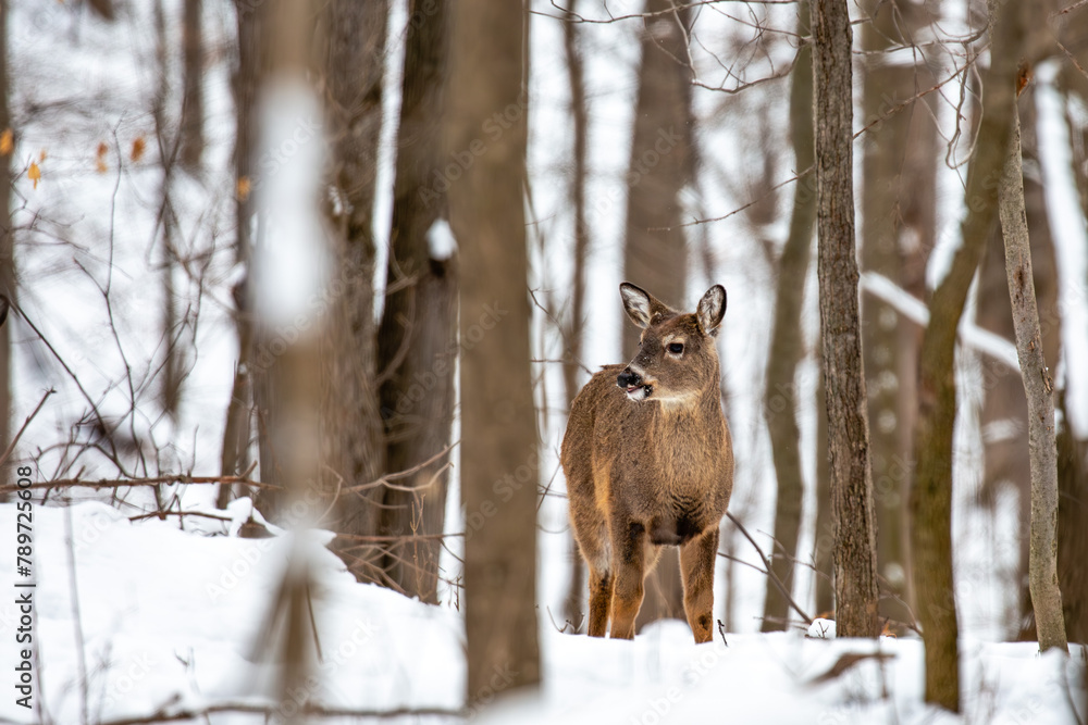 Naklejka premium White-tailed deer (Odocoileus virginianus) standing with mouth open in a Wisconsin forest