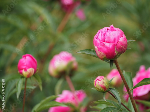 春の花　芍薬のつぼみ　ピンク