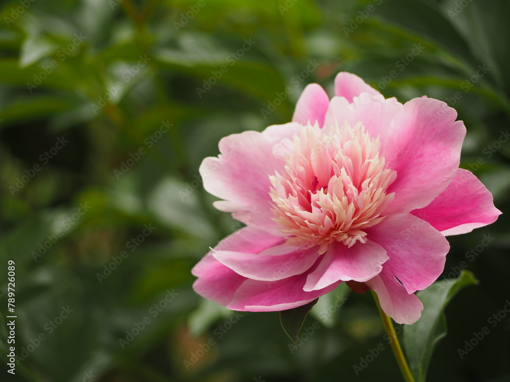 春の花 芍薬 乙女桜 春の花 芍薬 乙女桜
