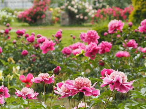 春の庭　芍薬のつぼみ　ピンク