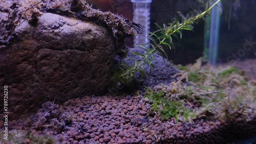 Baby fish in an aquarium that are eating photo