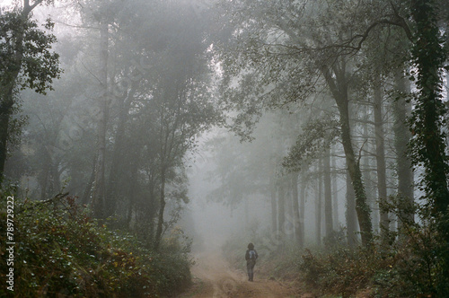 Landscape with fog photo