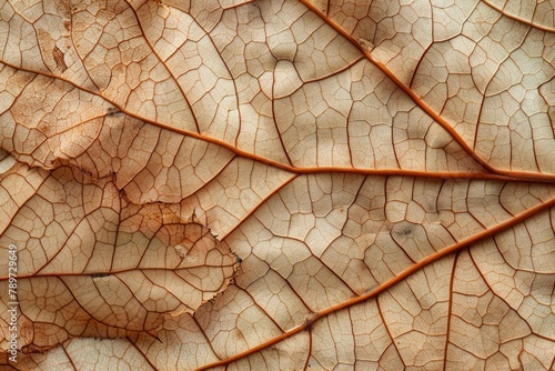 Close up of Fiber structure of dry leaves texture background. Cell patterns of Skeletons leaves  foliage branches  Leaf veins abstract of Autumn background - generative ai