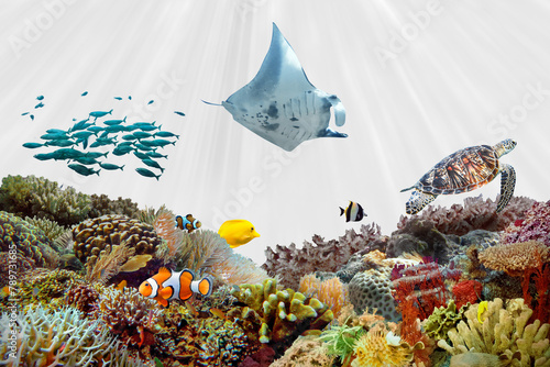 Fototapeta Naklejka Na Ścianę i Meble -  Coral reef png transparent background, sea animals swimming