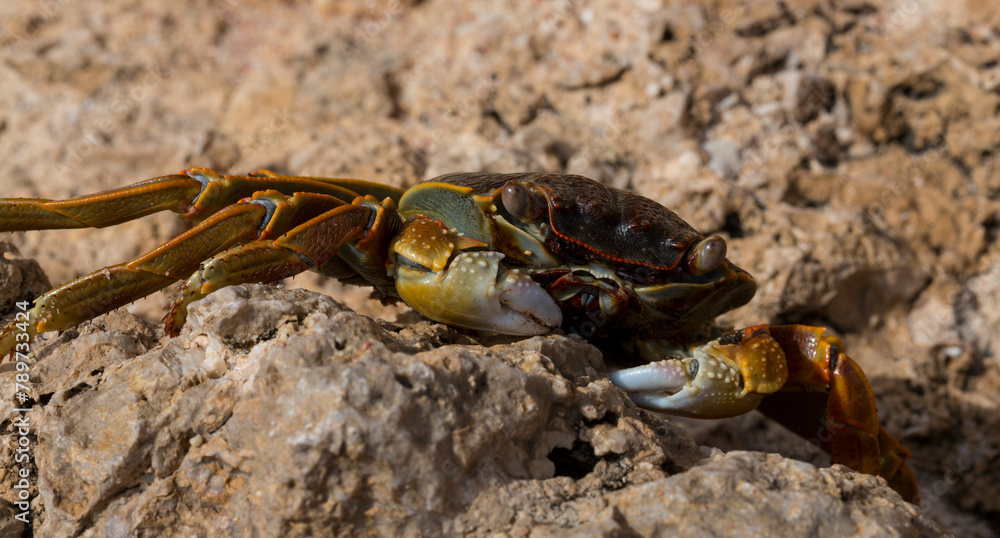 Grapsus albolineatus is a species of decapod crustacean in the family Grapsidae. Crab, on a reef rock. Fauna of the Sinai Peninsula. Grapsus albolineatus is a species of decapod crustacean in the family Grapsidae. Crab, on a reef rock. Fauna of the Sinai Peninsula.
