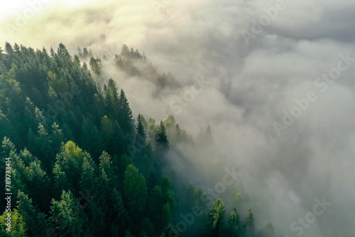 Aerial view of beautiful landscape with misty forest on autumn day © New Africa