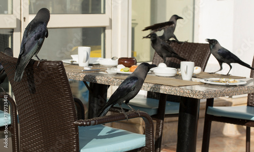 House crow (Corvus splendens), also known as the Indian, greynecked, Ceylon or Colombo crow. A bird tries to steal food from a human dwelling. photo