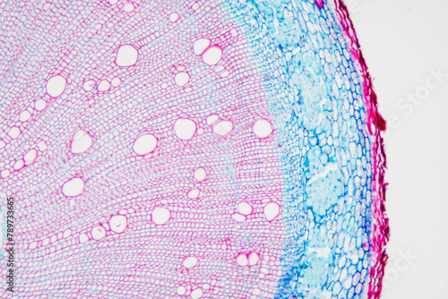 Chinese starjasmine stem plant cells micrograph photo