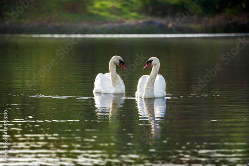 A couple of beautiful wild white swans is swimming across the lake.