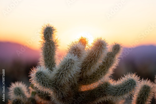 Cholla cactus photo