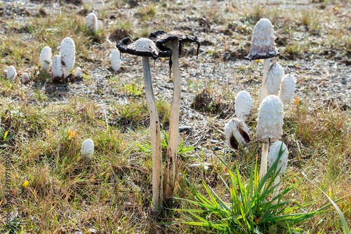 A bunch of tall, narrow, shaggy inkcap mushrooms or lawyer's wigs fungus that are woolly with a scaly surface, bell-shaped toadstools. The wild mushrooms are growing among the vibrant green grass.