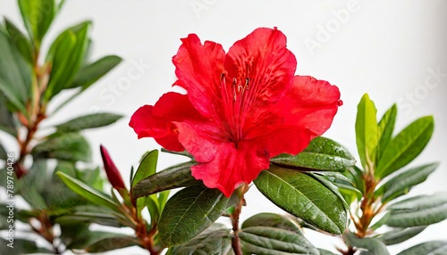 vibrant red azalea flower stands out against a clean white background, accented by lush green leaves. The contrast between the bold red petals and the bright white backdrop creates a striking visual