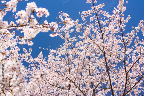 pink cherry blossom and blue sky