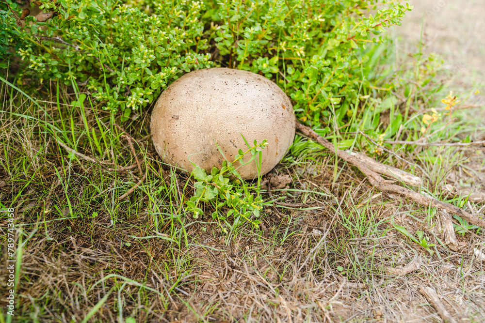 Giant puffball mushroom Giant puffball mushroom