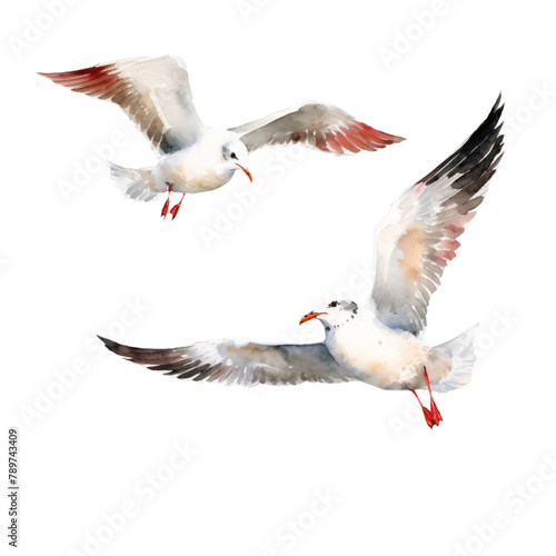 Graceful Seagulls Watercolor Illustration © Hanna