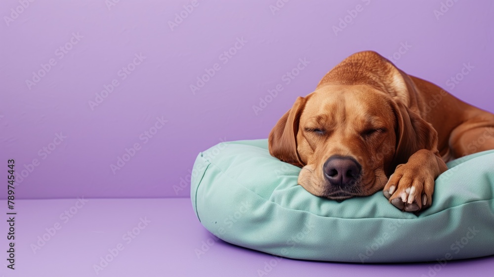 Brown dog sleeping peacefully on teal cushion against purple background