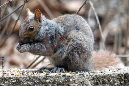 Quadro em tela Gray Squirrel with manage.