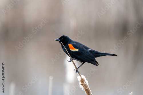 red winged blackbird