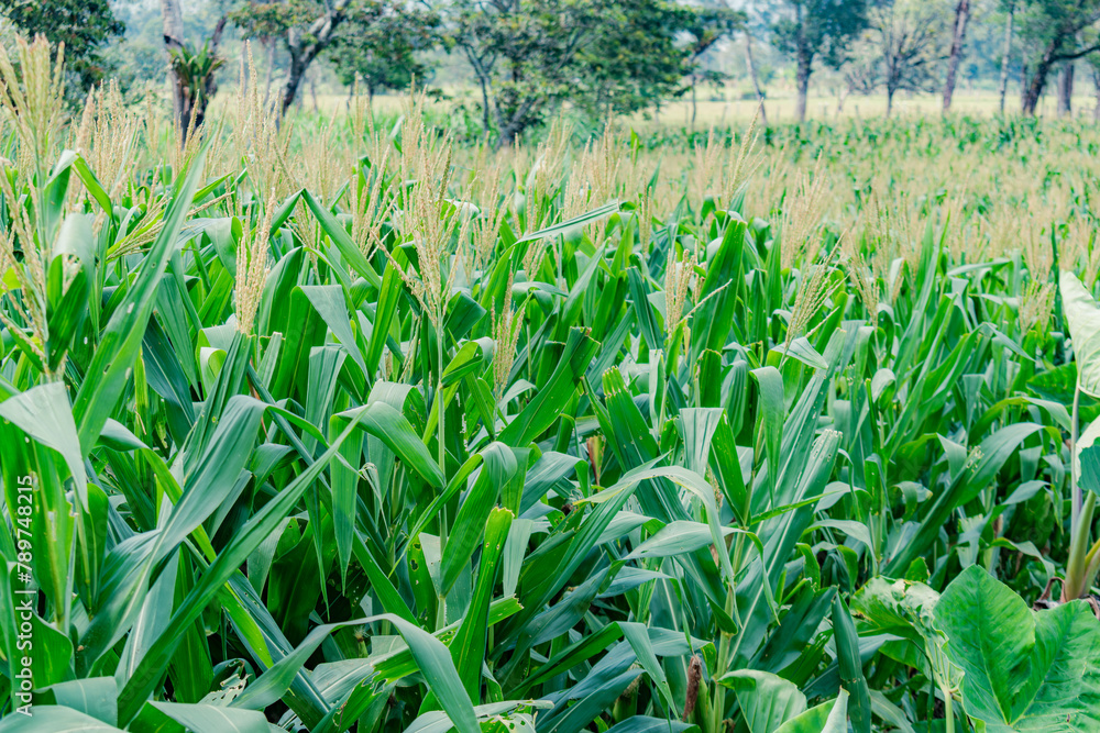 landscape of a corn plantation landscape of a corn plantation