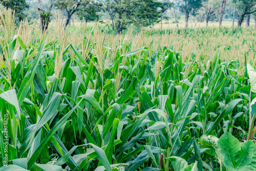 landscape of a corn plantation