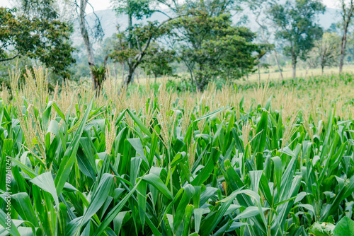 landscape of a corn plantation