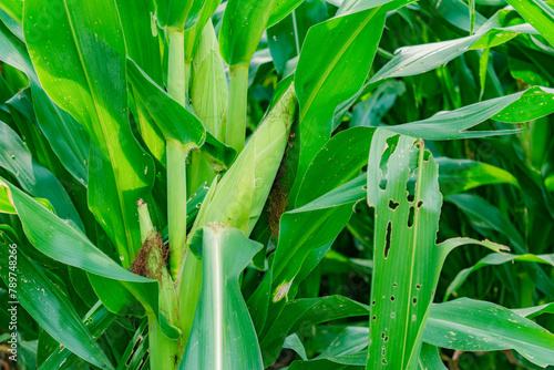 detail of corn cob in a high quality green crop
