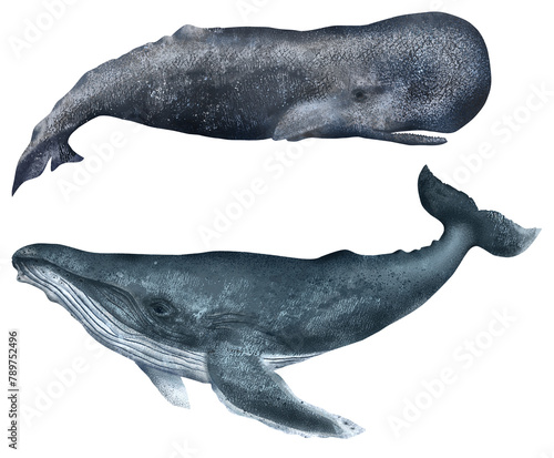 Sperm Whale, Humpback Whale, childrens posters, Illustration, marine, ocean, sea animals, hand-drawn, texture, realistic photo