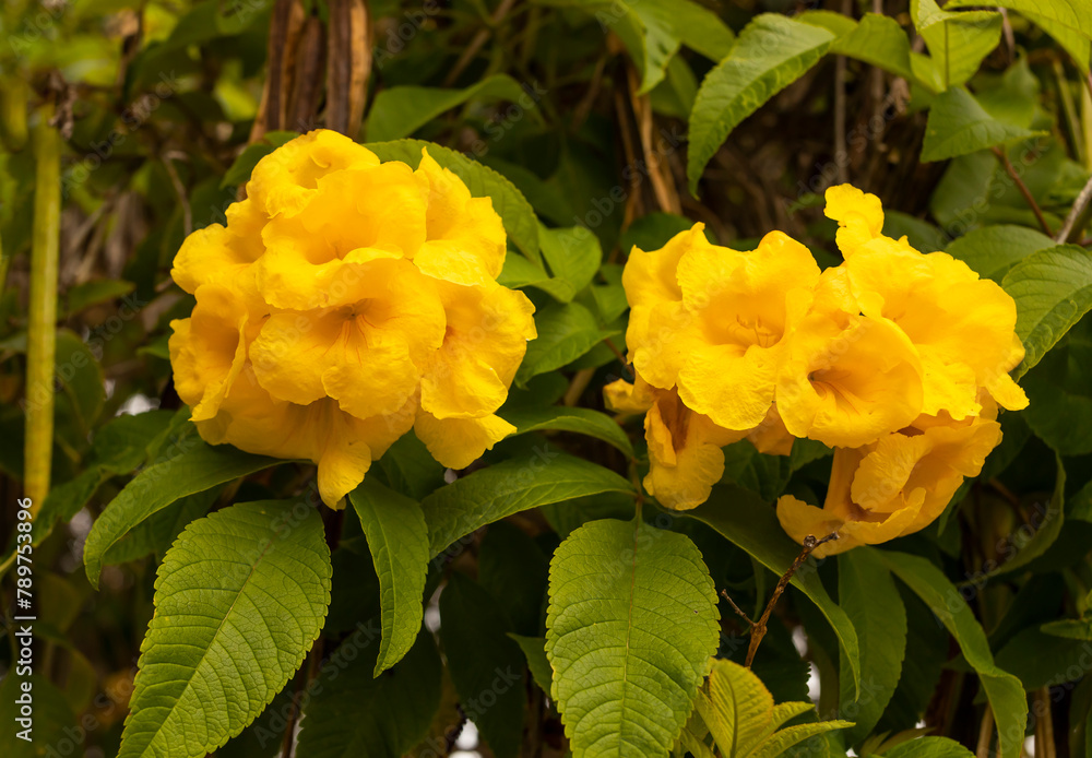 Yellow Bells Tecoma Stans Perennial Shrub, Trumpet Vine Family, Bignoniaceae, Blooming Broadleaf Evergreen Shrub Or Small Tree. Closeup, Horizontal. Botany, Floriculture. Yellow Bells Tecoma Stans Perennial Shrub, Trumpet Vine Family, Bignoniaceae, Blooming Broadleaf Evergreen Shrub Or Small Tree. Closeup, Horizontal. Botany, Floriculture.
