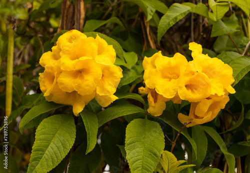 Yellow Bells Tecoma Stans Perennial Shrub, Trumpet Vine Family, Bignoniaceae, Blooming Broadleaf Evergreen Shrub Or Small Tree. Closeup, Horizontal. Botany, Floriculture. photo