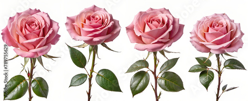 set of pink rose isolated on white background