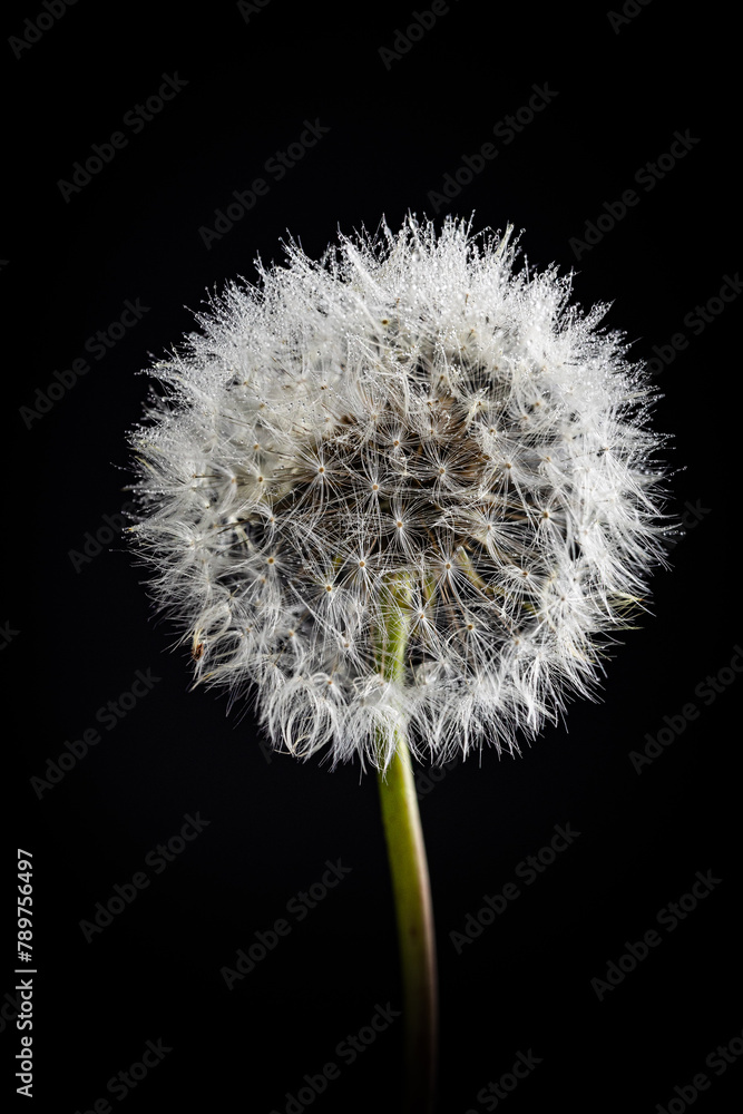 Close up of the fluffy dandelion sphere head on black background Close up of the fluffy dandelion sphere head on black background