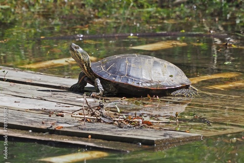 Western Painted Turtle basking on a raft in a pond photo