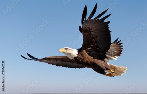 ertical shot of the eagle while flying in the sky
