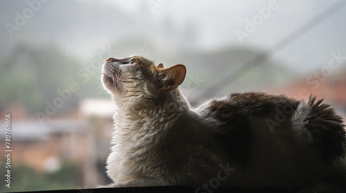 Fototapeta Naklejka Na Ścianę i Meble -  Gato sobre ventana iluminado con luz natural contrasta con su sombra