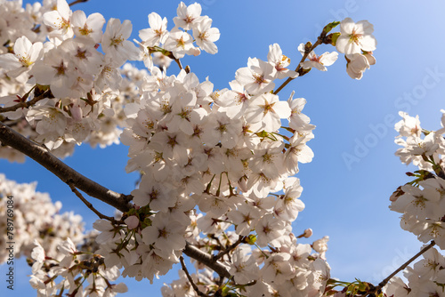 tree blossom