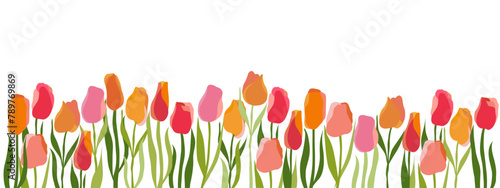 Horizontal white background with colorful graceful isolated tulips drawn in a modern flat style. Vector floral illustration for the design of holiday cards, banners.