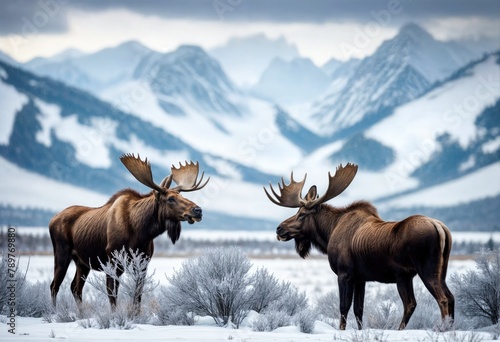 Rutting Bull Moose on a Gorgeous Day © ROKA Creative