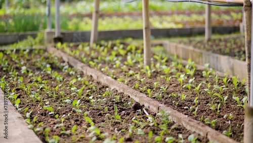 A small vegetable garden behind the house.