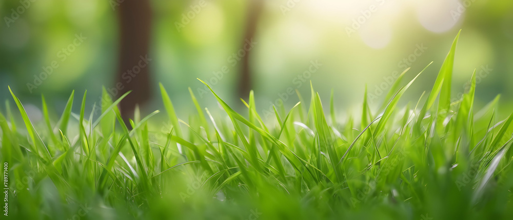 Fresh spring sunny garden background of green grass with blurred background. Spring summer concept background. Fresh spring sunny garden background of green grass with blurred background. Spring summer concept background.